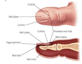 Unusual growth under toenail... - Dermatology - MedHelp